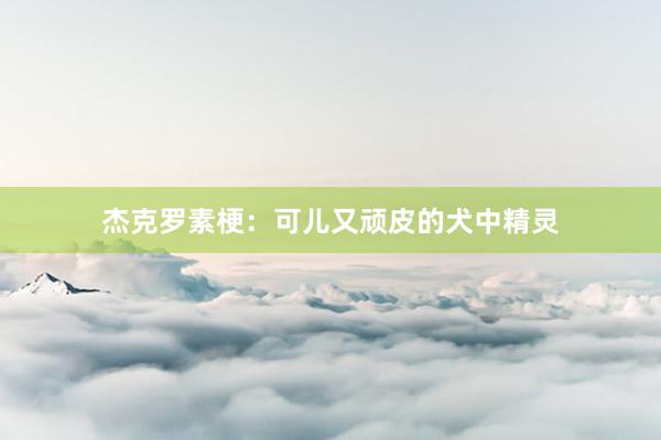 杰克罗素梗：可儿又顽皮的犬中精灵